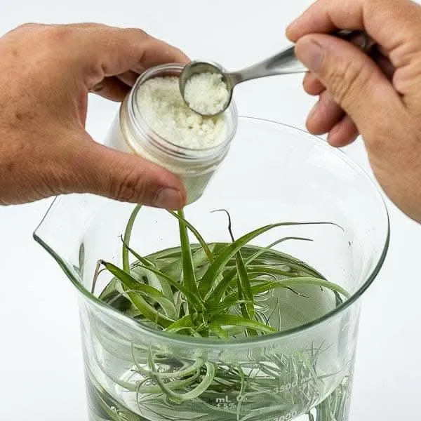 Air Plant Food