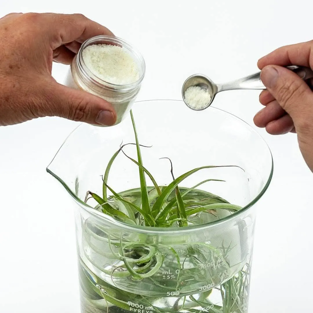 Air Plant Food